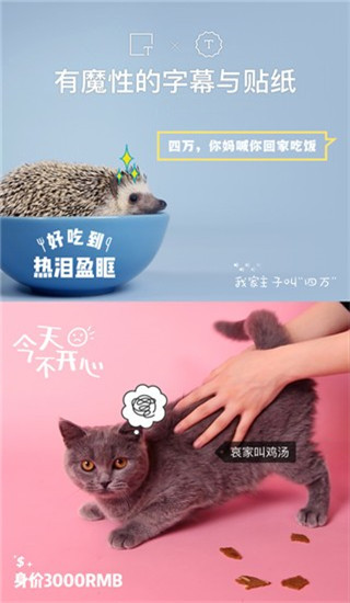 貓餅