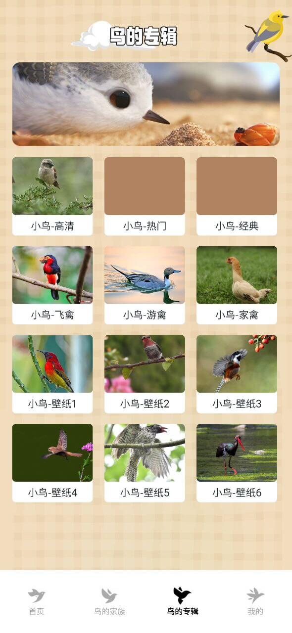 小鳥壁紙大全