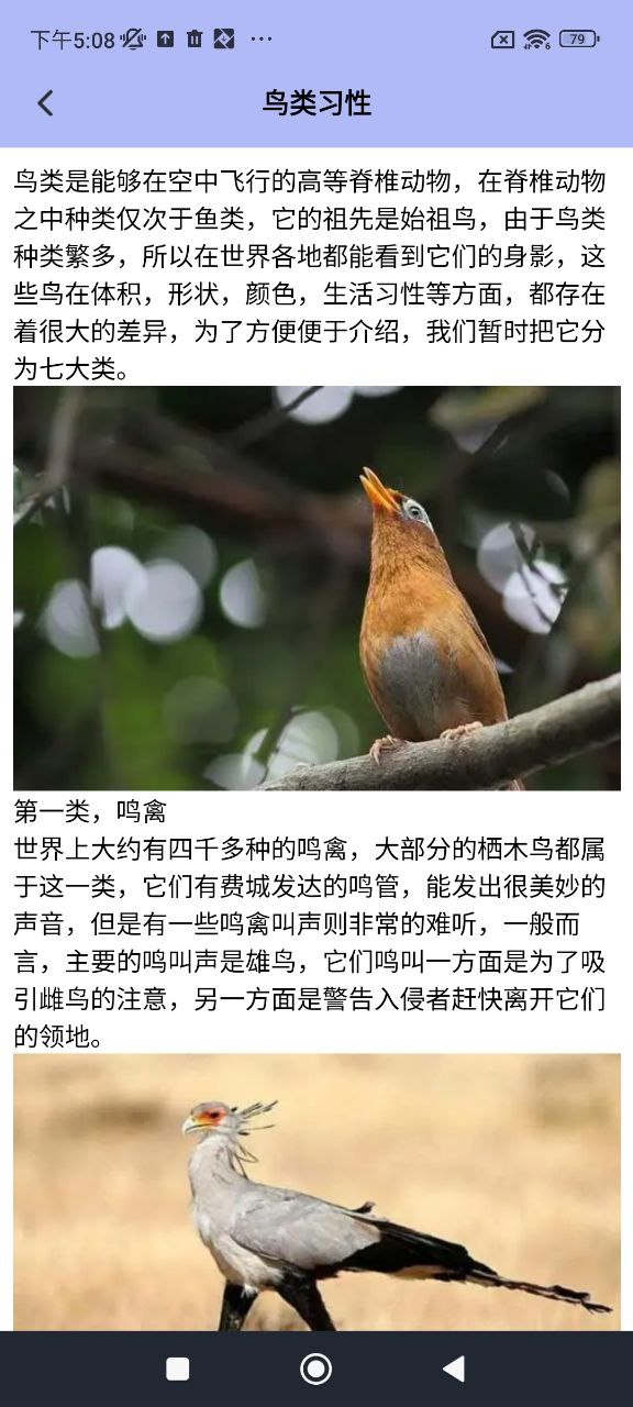 小鳥(niǎo)壁紙