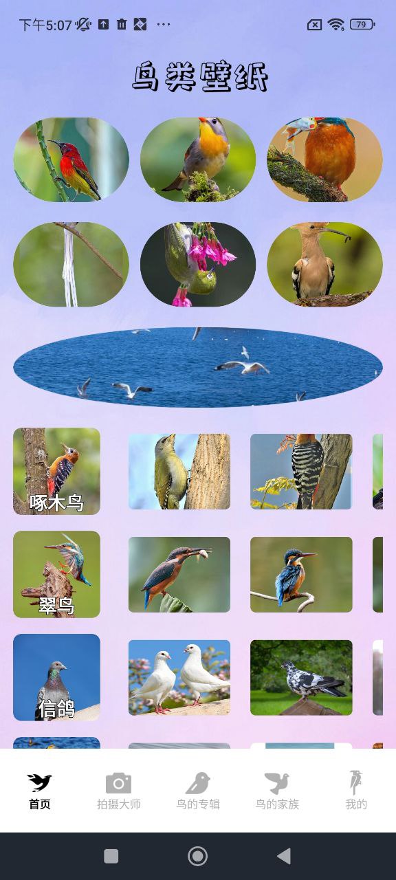 小鳥(niǎo)壁紙