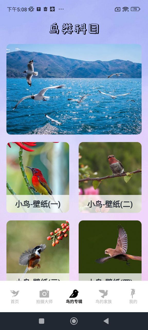 小鳥(niǎo)壁紙