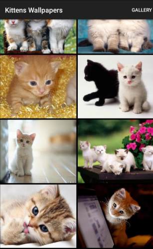 Kittens Wallpapers app