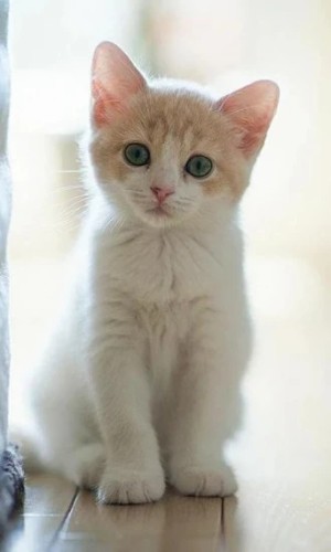 Kittens Wallpapers app