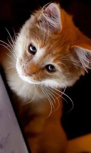 Kittens Wallpapers app