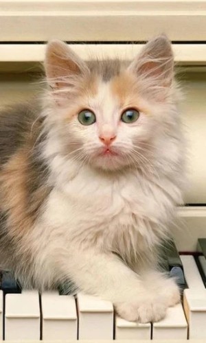 Kittens Wallpapers app